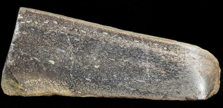 Polished Pliosaur (Liopleurodon) Bone - England #40927